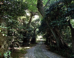 須須神社社叢