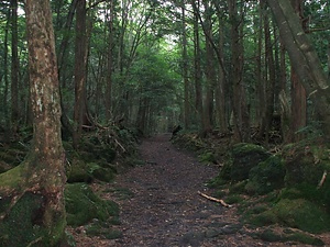 富士山原始林及び青木ヶ原樹海