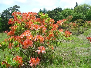 躑躅原レンゲツツジおよびフジザクラ群落