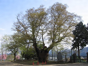 上野原の大ケヤキ