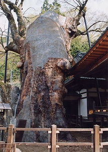 根古屋神社の大ケヤキ