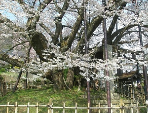 素桜神社の神代ザクラ