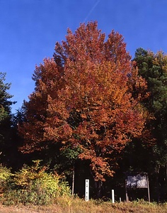 富田ハナノキ自生地