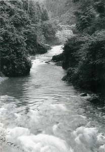 粥川ウナギ生息地