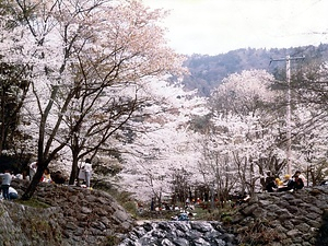 霞間ヶ渓（サクラ）