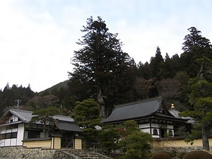 禅昌寺の大スギ