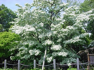 白山神社のハナノキおよびヒトツバタゴ