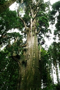 大山の大スギ