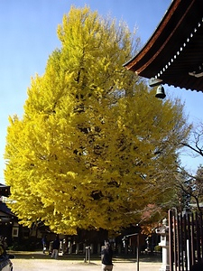 飛騨国分寺の大イチョウ