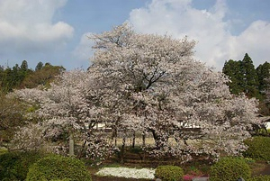 狩宿の下馬ザクラ