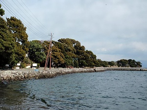 大瀬崎のビャクシン樹林