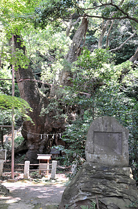 葛見神社の大クス