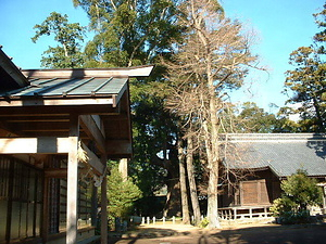 杉桙別命神社の大クス