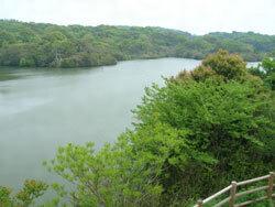 鵜の山ウ繁殖地