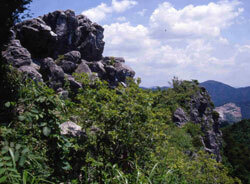 石巻山石灰岩地植物群落