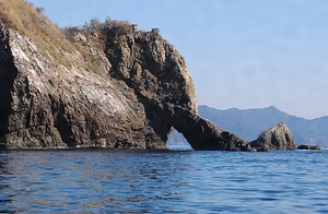 大島暖地性植物群落