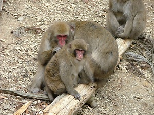 箕面山のサル生息地