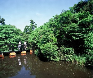 新宮藺沢浮島植物群落