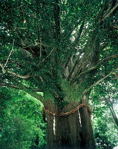 熊野速玉神社のナギ