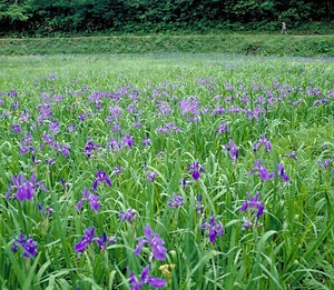 唐川のカキツバタ群落