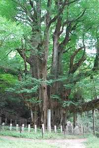 菩提寺のイチョウ