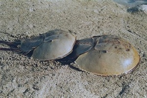 カブトガニ繁殖地