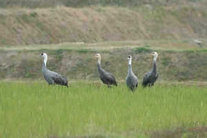 八代のツルおよびその渡来地