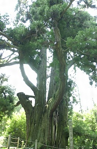 平川の大スギ