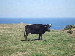 見島ウシ産地