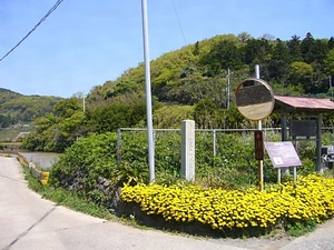 見島のカメ生息地