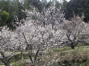 余田臥龍梅