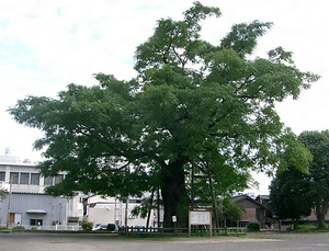 琴平町の大センダン