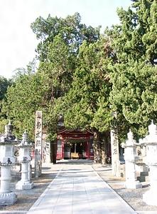 八幡神社のイブキ