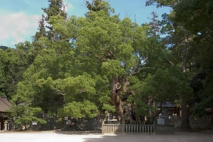 大山祇神社のクスノキ群