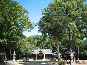 新居浜一宮神社のクスノキ群