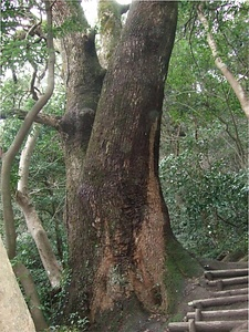 立花山クスノキ原始林