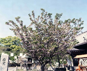 大村神社のオオムラザクラ