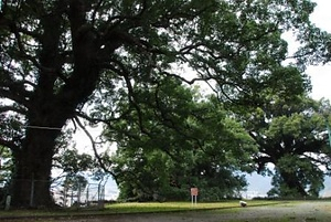 藤崎台のクスノキ群