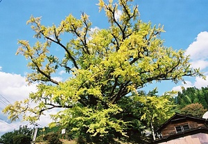 下の城のイチョウ