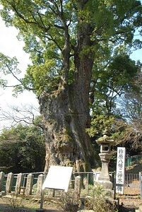 柞原八幡宮のクス