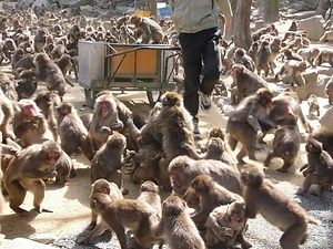 高崎山のサル生息地