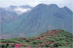 九重山のコケモモ群落