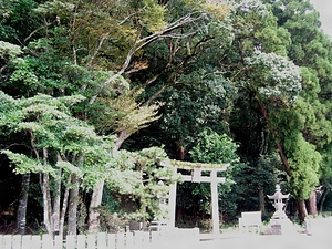 堅田郷八幡社のハナガガシ林