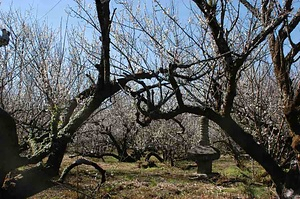 高岡の月知梅