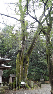 下野八幡宮のケヤキ