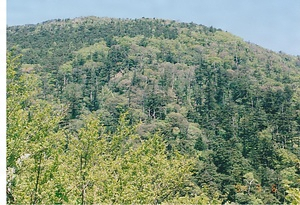 甑岳針葉樹林