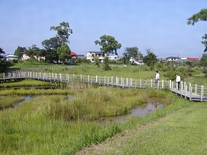 川南湿原植物群落