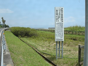 喜入のリュウキュウコウガイ産地