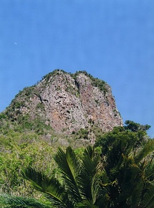 鹿児島県のソテツ自生地