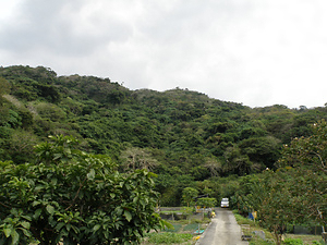 田港御願の植物群落